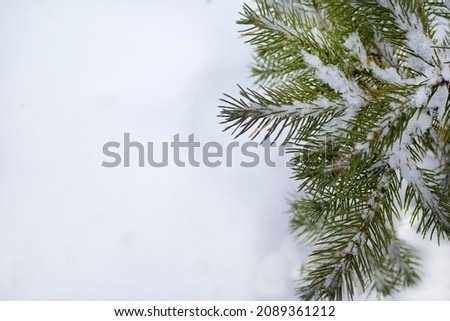 Close up of a frozen pine tree branch. Christmas tree on a white background.