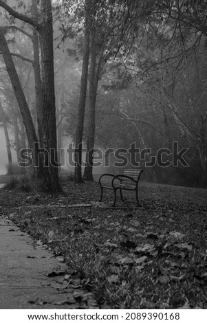 A black and white picture of an empty bench under the pine trees with dry fallen leaves on the grass in a foggy morning.