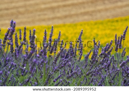 Nature background, blossom of yellow sunflowers and purple lavender plants on fields in Provence, France