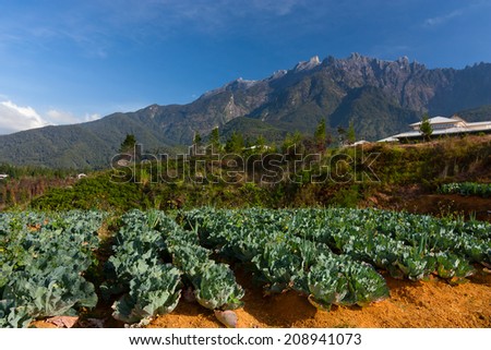 Cabbage vegetable field with Mount Kinabalu at the background in Kundasang, Sabah, Malaysia, Borneo