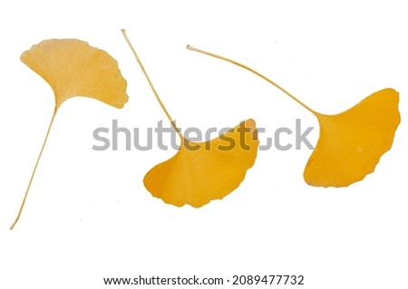 Three golden ginkgo biloba leaves on a white background
