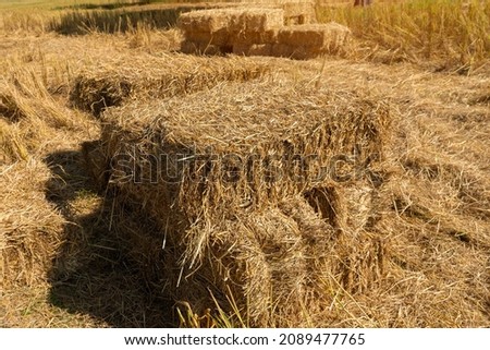 Reeds texture. Straw surface. Thatch pack canvas. Straw pack texture. Stack of straw texture image. Dry stems photo backdrop. Dry stalks of cereal plants background. Dry stems of cereals in sunny day. Royalty-Free Stock Photo #2089477765