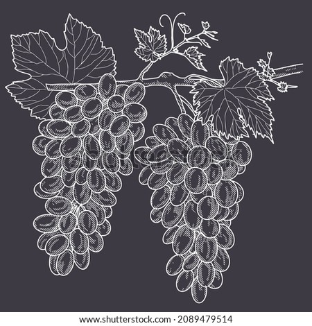 Grape wine, grapes and vines - vector engraved illustration. Vintage bunch of grapes Royalty-Free Stock Photo #2089479514