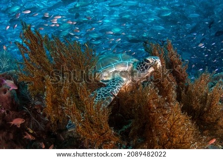 Turtle resting front of a school of jack fish