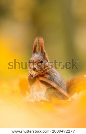 Red squirrel (Sciurus vulgaris) an adorable furry mammal living in the forest. Detailed portrait of a wild cute squirrel sitting in leaves with soft orange background. Czech Republic

