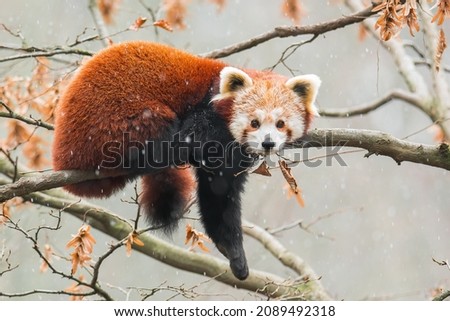 Red panda (Ailurus fulgens) sitting on a tree in snow. Beautiful brown and orange furry mammal in its environment with soft background. Wildlife scene from nature.  Royalty-Free Stock Photo #2089492318