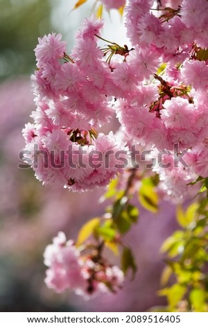 pink flowers of cherry blossom in spring season. beautiful floral nature background in the garden. vertical orientation