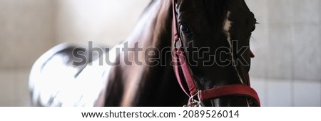 Thoroughbred horse on bridle standing in stable Royalty-Free Stock Photo #2089526014