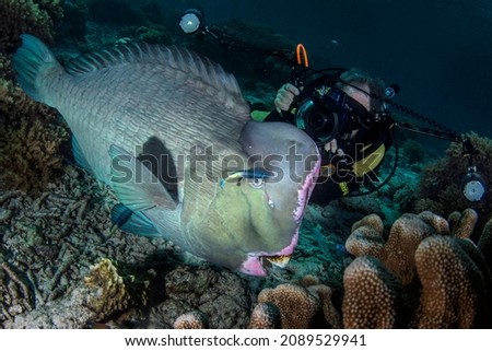 A bump head parrot fish is enjoying spa at a cleaning station while a underwater photographer takes a picture