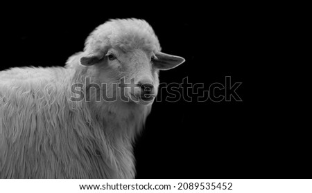 Cute Sheep With Big Hair On The Black Background