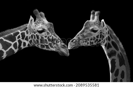 Long Neck Giraffe Closeup Face On The Black Background