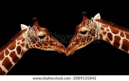 Beautiful Two Spotted Giraffe Face On The Black Background