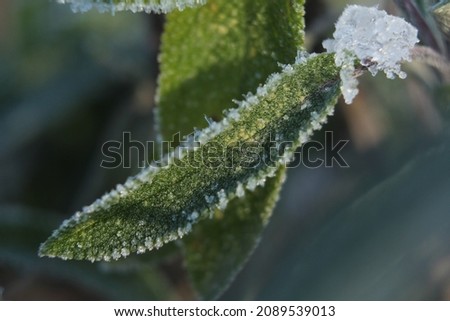 photo of sage flower covered with frozen snow