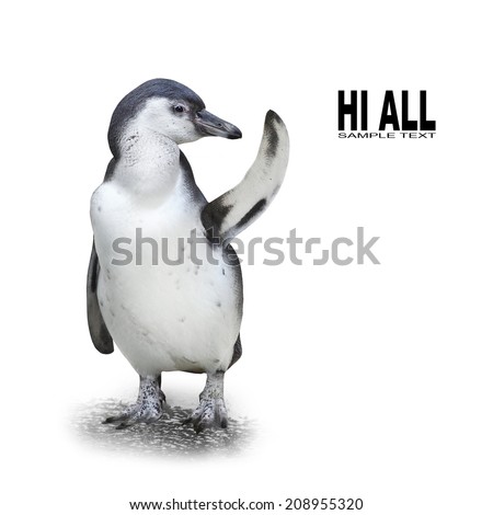 Funny penguin showing space for your text or picture.
