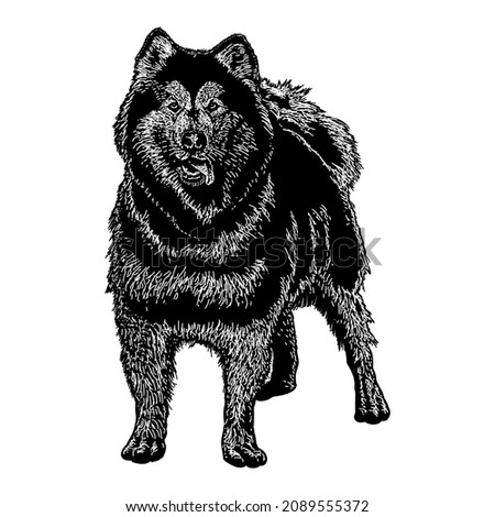 alaskan malamute hand drawing vector illustration isolated on white background