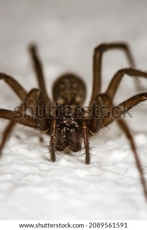 The detailed macro image of a big brown domestic house spider on the white wall is ready to attack Royalty-Free Stock Photo #2089561591