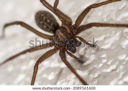The detailed macro image of a big brown domestic house spider on the white wall Royalty-Free Stock Photo #2089561600