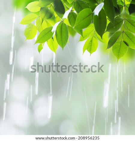 Close up leaves in rainy day 