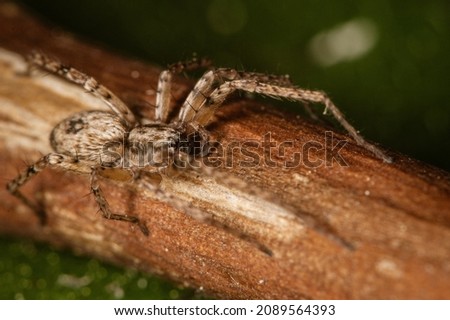 The detailed macro image of a big brown domestic house spider on the stick with the green background Royalty-Free Stock Photo #2089564393