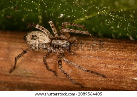 The detailed macro image of a big brown domestic house spider on the stick with the green background Royalty-Free Stock Photo #2089564405