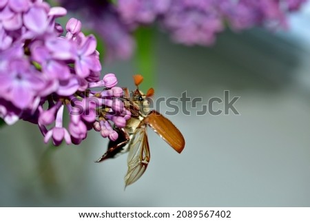 The picture shows a branch of lilacs with flowers on which a sitting May beetle is trying to take off.