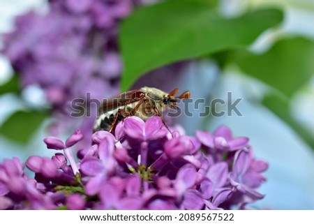 The picture shows a branch of lilac with flowers on which the May beetle sits.