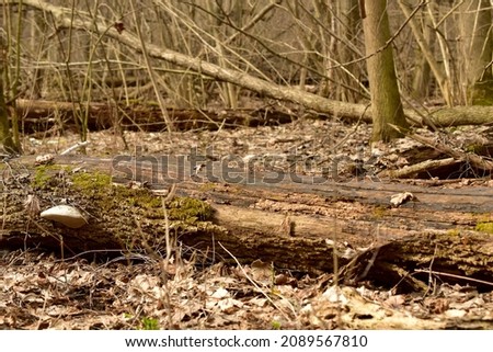 Forest in early spring. The picture shows fallen trees in a clearing in a deciduous forest.