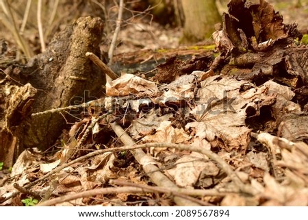 Forest in early spring. The picture shows branches and dry leaves fallen from trees in a clearing in a deciduous forest.