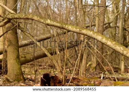 Forest in early spring. The picture shows fallen tree trunks in a deciduous forest.