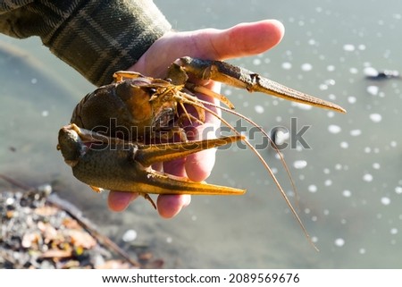 Danube or narrow-clawed crayfish in hand, its scientific name is Astacus leptodactylus Royalty-Free Stock Photo #2089569676