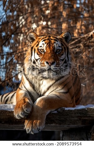 Syberian tiger in winter zoo