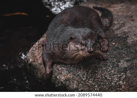 Asian Small-Clawed Otter standing near Water Bank or River