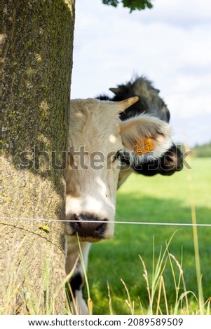 Brecht, Belgium - September 26 2021: A close up portrait of a white cow pop up from behind a tree and looking around it. Behind the animal there is another one present in the meadow.