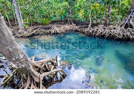 Tropical tree roots or Tha pom mangrove in swamp forest and flow water, Klong Song Nam at Krabi, Thailand. Royalty-Free Stock Photo #2089592281