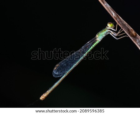 Amazing closeup of damselfly resting on the leaf in the natural environment. Natural sunrise light morning macro with water droplets