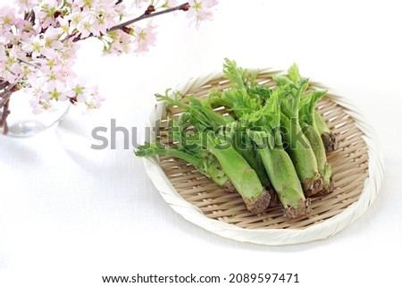 Fresh fatsia sprouts on bamboo colander with beautiful cherry blossom
 Japanese edible wild plants 