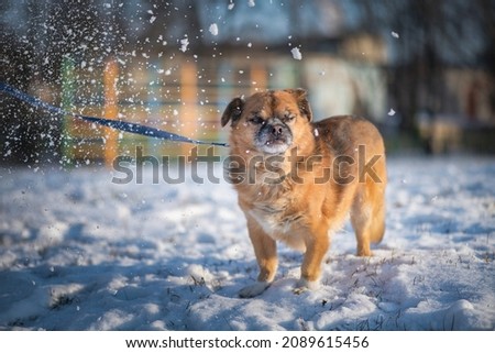 Beautiful purebred dog for a walk in the snow in a winter park.