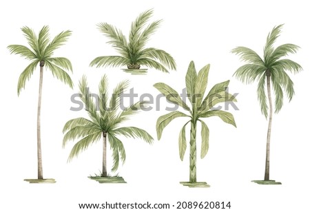 Watercolor palm tree in green color isolated on white background. Vintage coconut and banana trees. Floral tropical jungle.