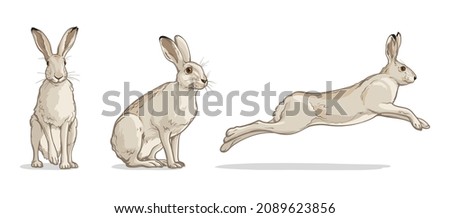 White hare in different poses. Vector illustration of a rabbit isolated on a white background. Royalty-Free Stock Photo #2089623856