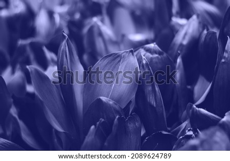 Beautiful natural background of lily of the valley leaves