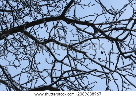 photo of snowy branches of a tree