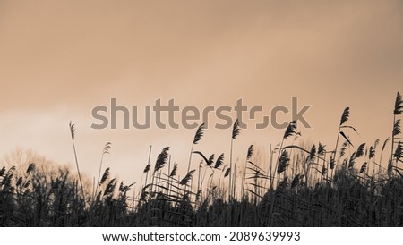 Stems of dry reeds on the background of sky. Autumn season. Natural background. Web banner. Royalty-Free Stock Photo #2089639993