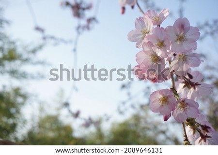 Sakura blooming in spring in Japan