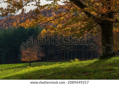 A scene of a moment of light between autumn colours