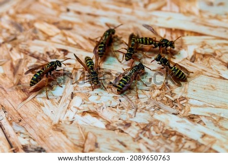 Wasps explore the surface of the OSB in order to build a hive. Roy wasps.