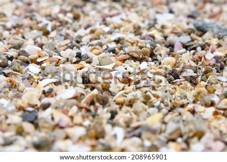 Tropical sea shells with stones ,shallow depth of field photograph. 