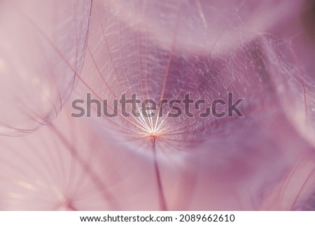 Dandelion goatbeard seeds close-up macro in late sunset light for background or design. Pacific pink HD wallpaper.