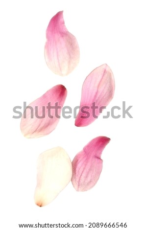 set of freshness magnolia petals drop down on white Royalty-Free Stock Photo #2089666546
