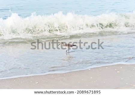 side view, medium distance of a Baird's Sandpiper, sea bird, walking along a tropical shoreline, searching for the next meal, on a sunny afternoon Royalty-Free Stock Photo #2089671895