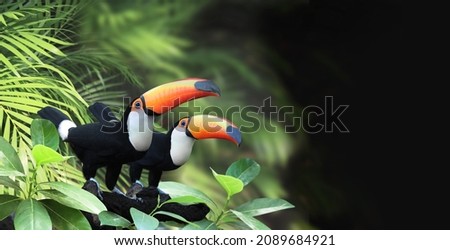Horizontal banner with two beautiful colorful toucan birds (Ramphastidae) on a branch in a rainforest. Couple of toucan bird and leaves of tropical plants on blurred background. Copy space for text Royalty-Free Stock Photo #2089684921